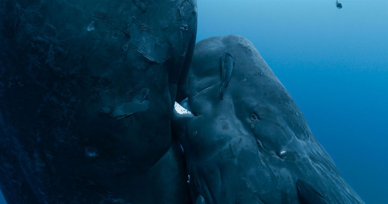 Las guardianas del planeta : Foto