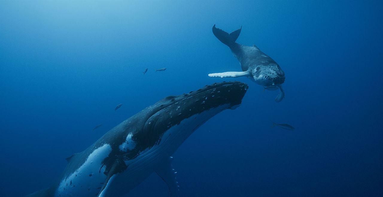 Las guardianas del planeta : Foto