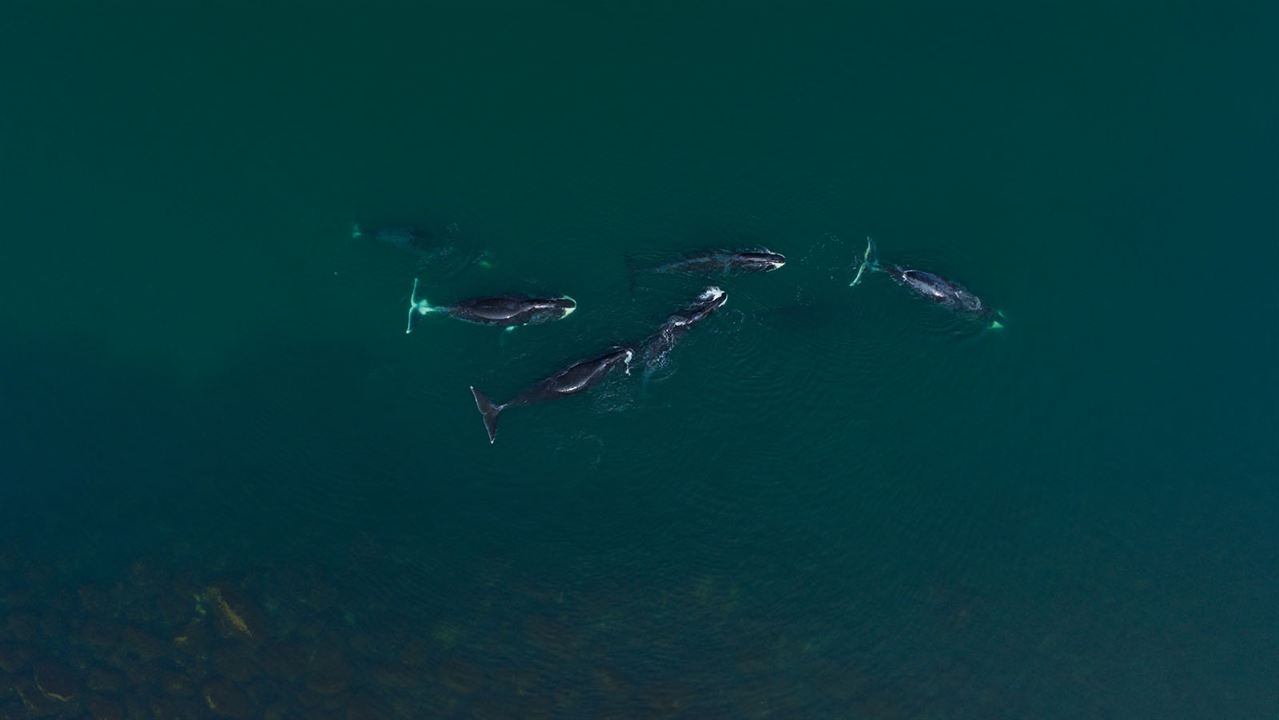 Las guardianas del planeta : Foto