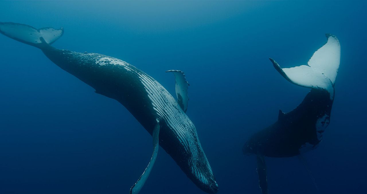 Las guardianas del planeta : Foto