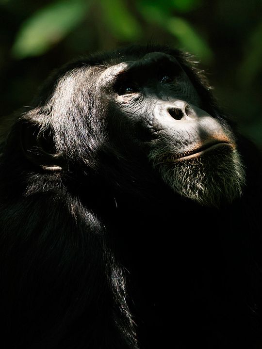 El imperio de los chimpancés : Cartel