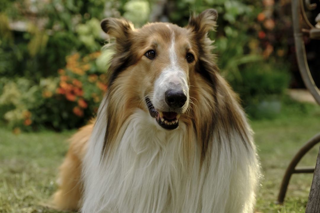 Lassie (Una nueva aventura) : Foto