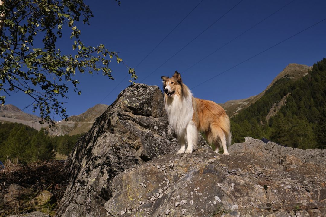 Lassie (Una nueva aventura) : Foto