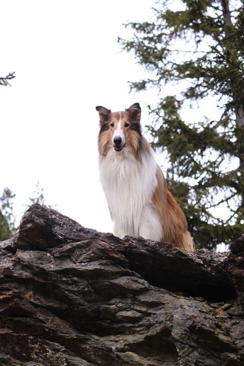 Lassie (Una nueva aventura) : Foto