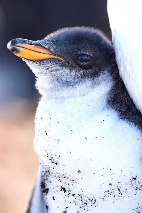 Nuestro planeta : Foto