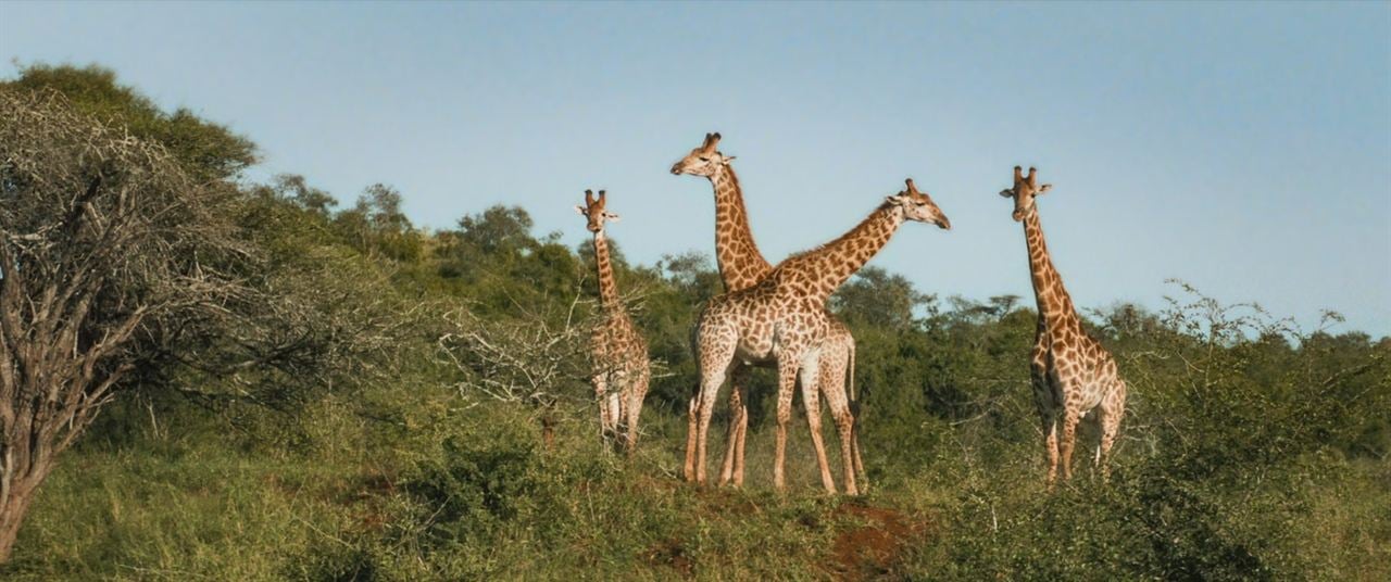 Thabo y el caso del rinoceronte : Foto