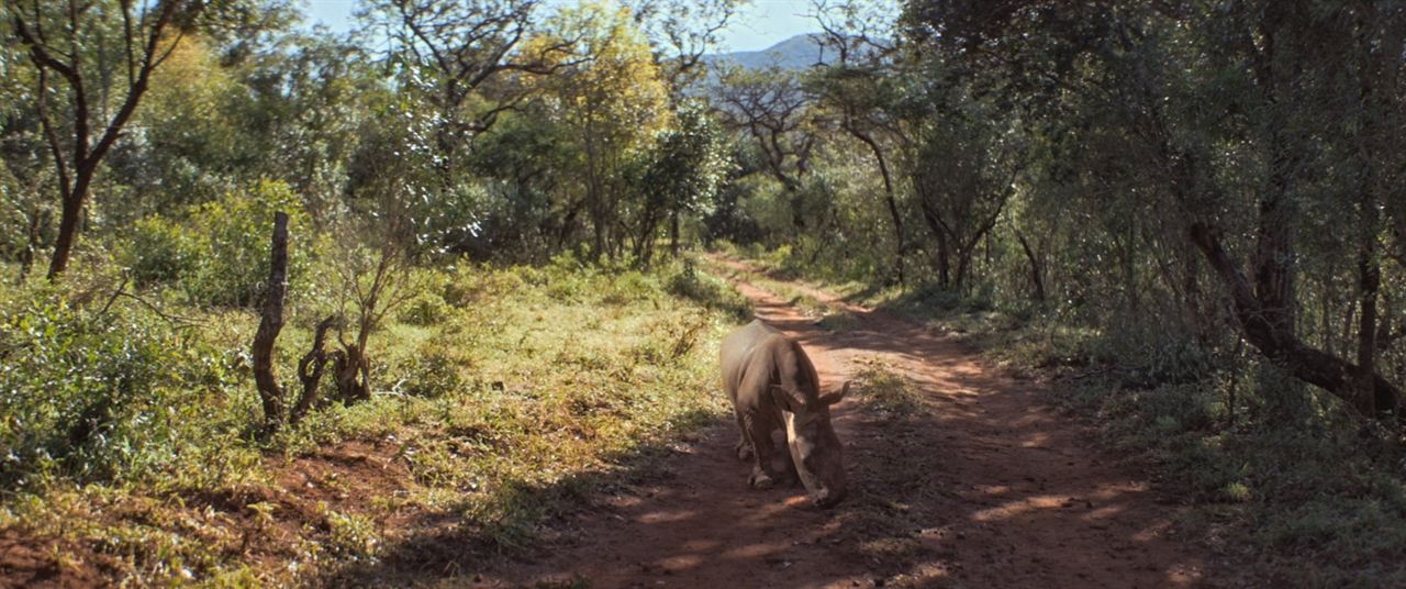 Thabo y el caso del rinoceronte : Foto