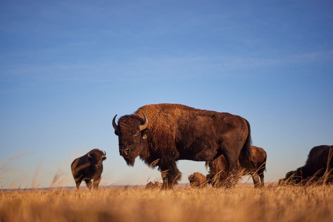 El cazador de búfalos : Foto