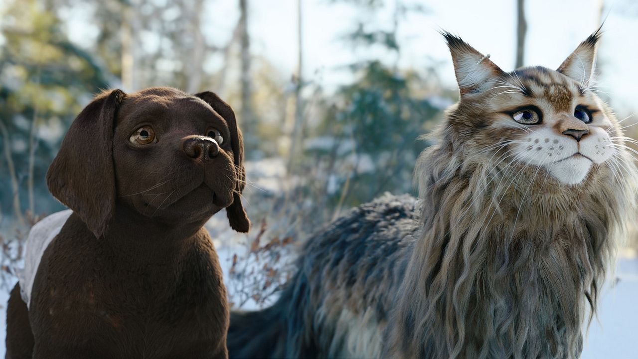 Perro y gata : Foto