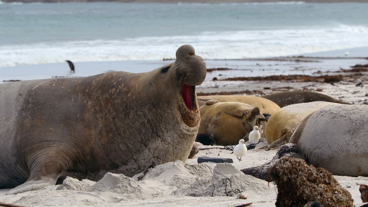 Sonidos terrestres : Foto