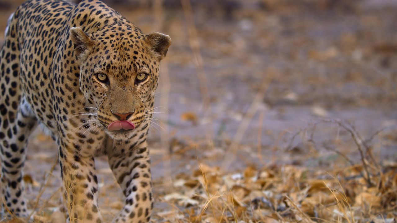 Sonidos terrestres : Foto