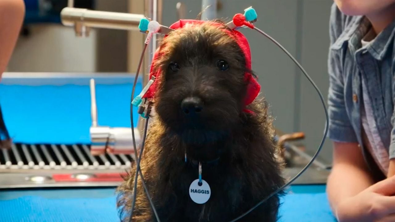 Super PupZ Tráiler VO Tráiler Super PupZ